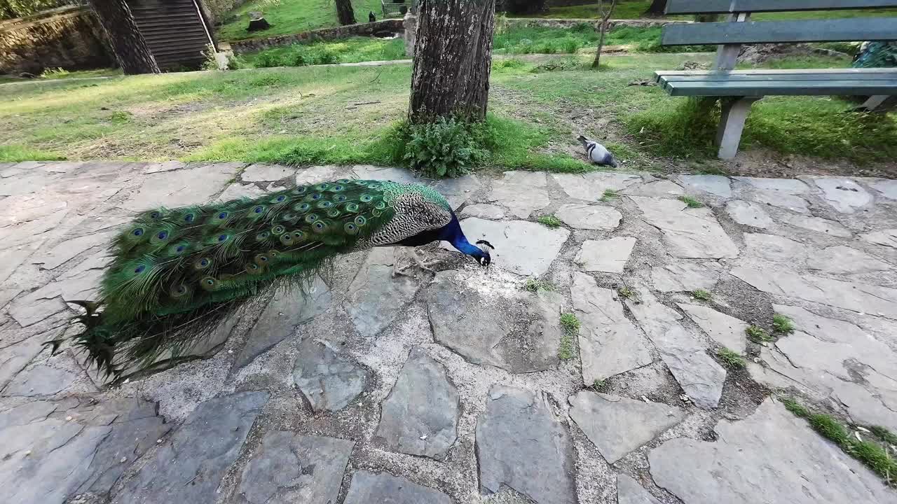 Video 4k beautiful and majestic peacock eating free in the park. Concept of free animal life视频下载