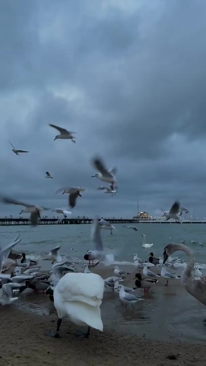 海上的鸟视频素材