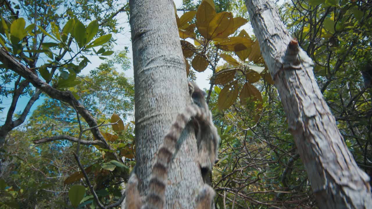 徒步旅行者用手中的香蕉喂森林里的野生猴子视频素材