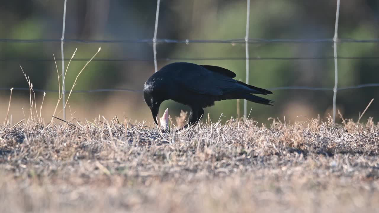 澳大利亚乌鸦（Corvus coronoides）视频素材