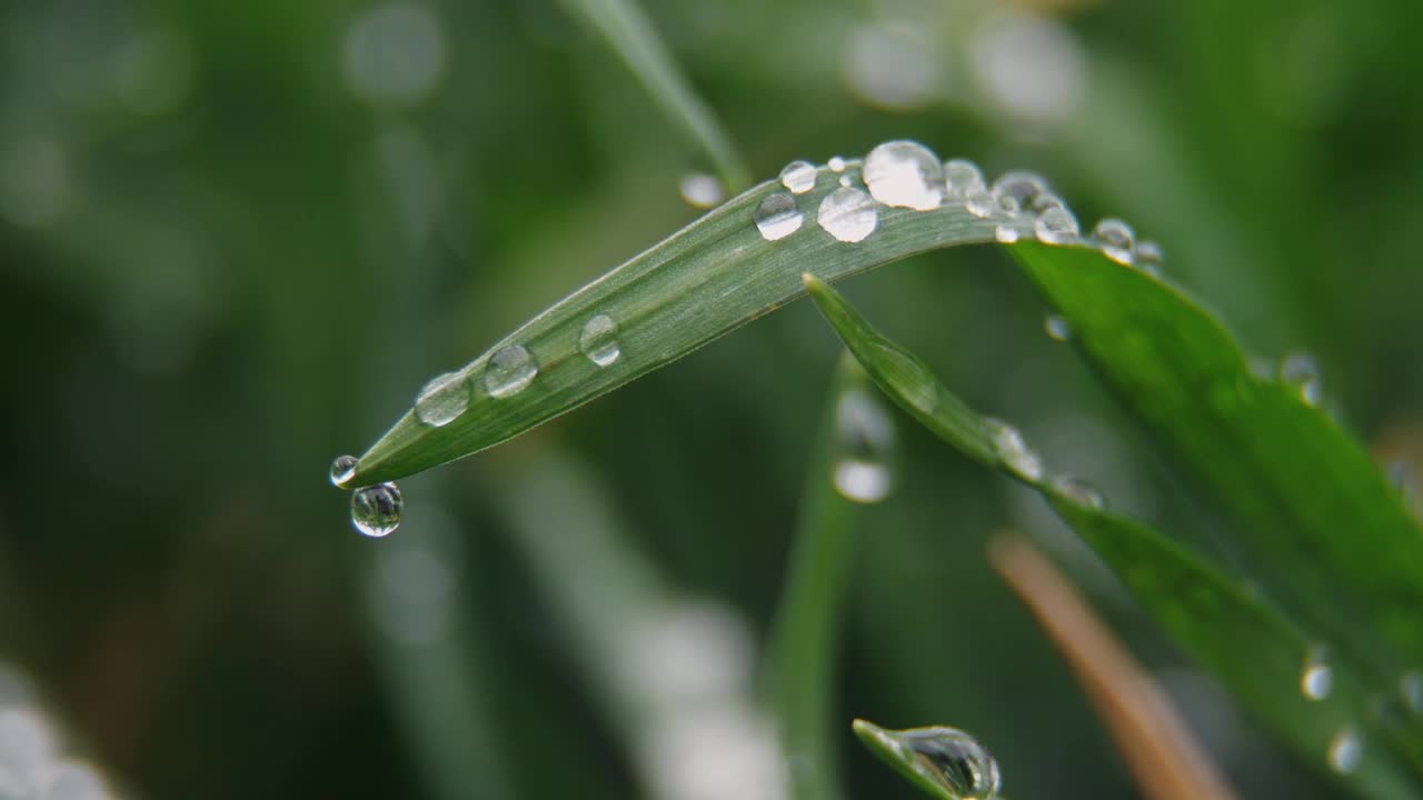 水珠落在嫩绿的草地上。春天的清新和纯洁。微距摄影视频素材