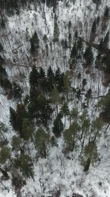 覆盖着雪的森林的垂直鸟瞰图视频素材