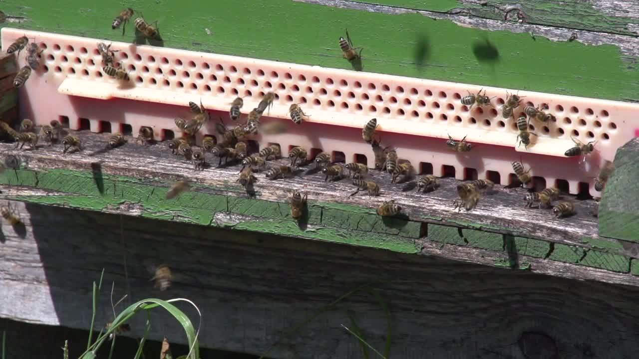 蜂箱旁的蜜蜂慢动作视频素材