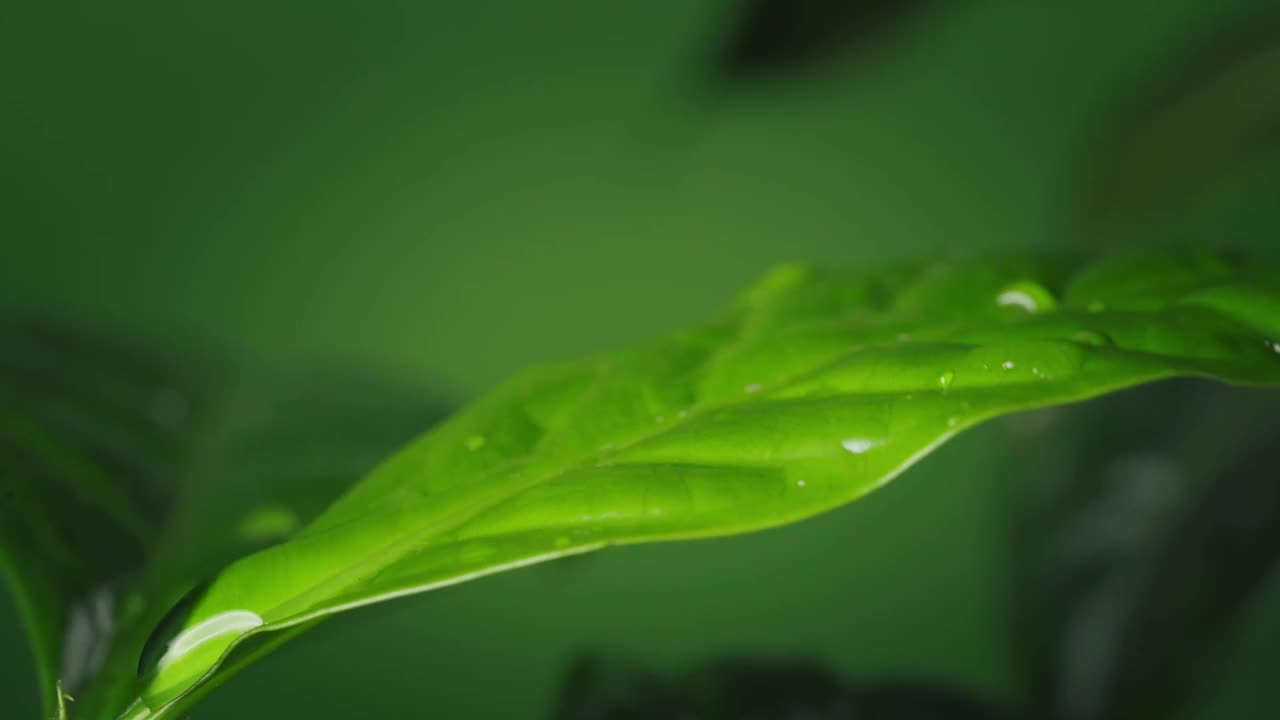 美丽的大雨滴落在绿色的咖啡叶子上视频下载