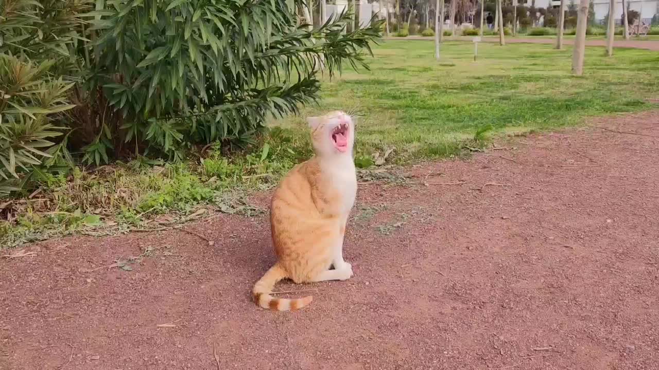 一只红色的毛茸茸的猫在城市的花园里散步视频素材