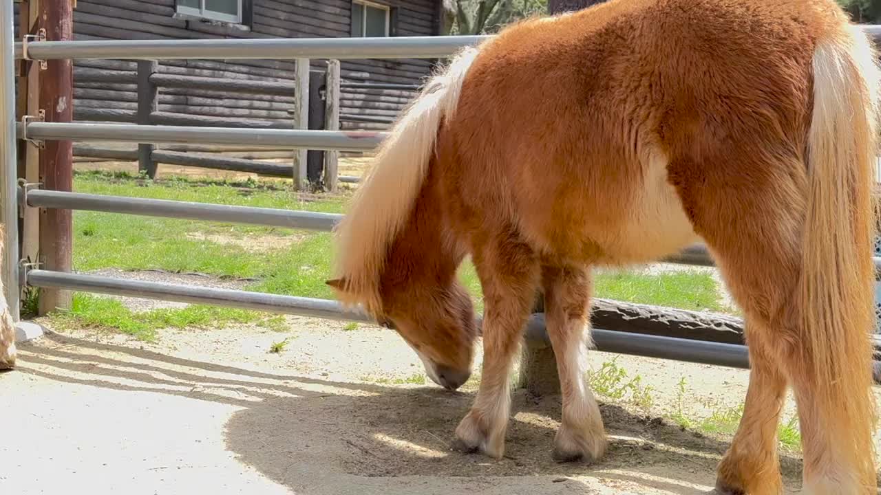 农场里的迷你马视频素材