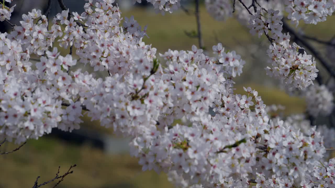 樱花/韩国视频素材