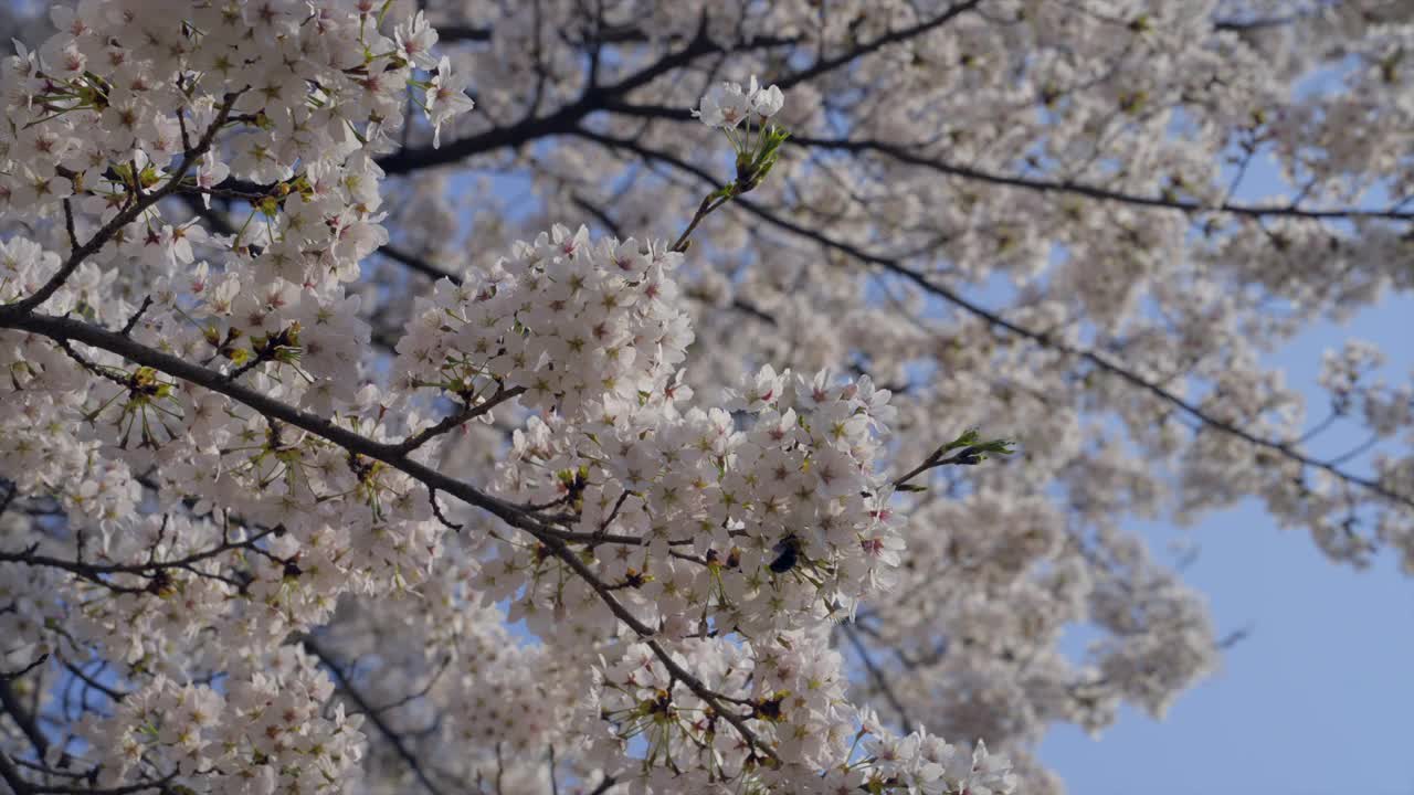 樱花/韩国视频素材