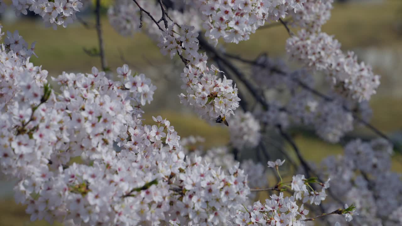 樱花/韩国视频素材