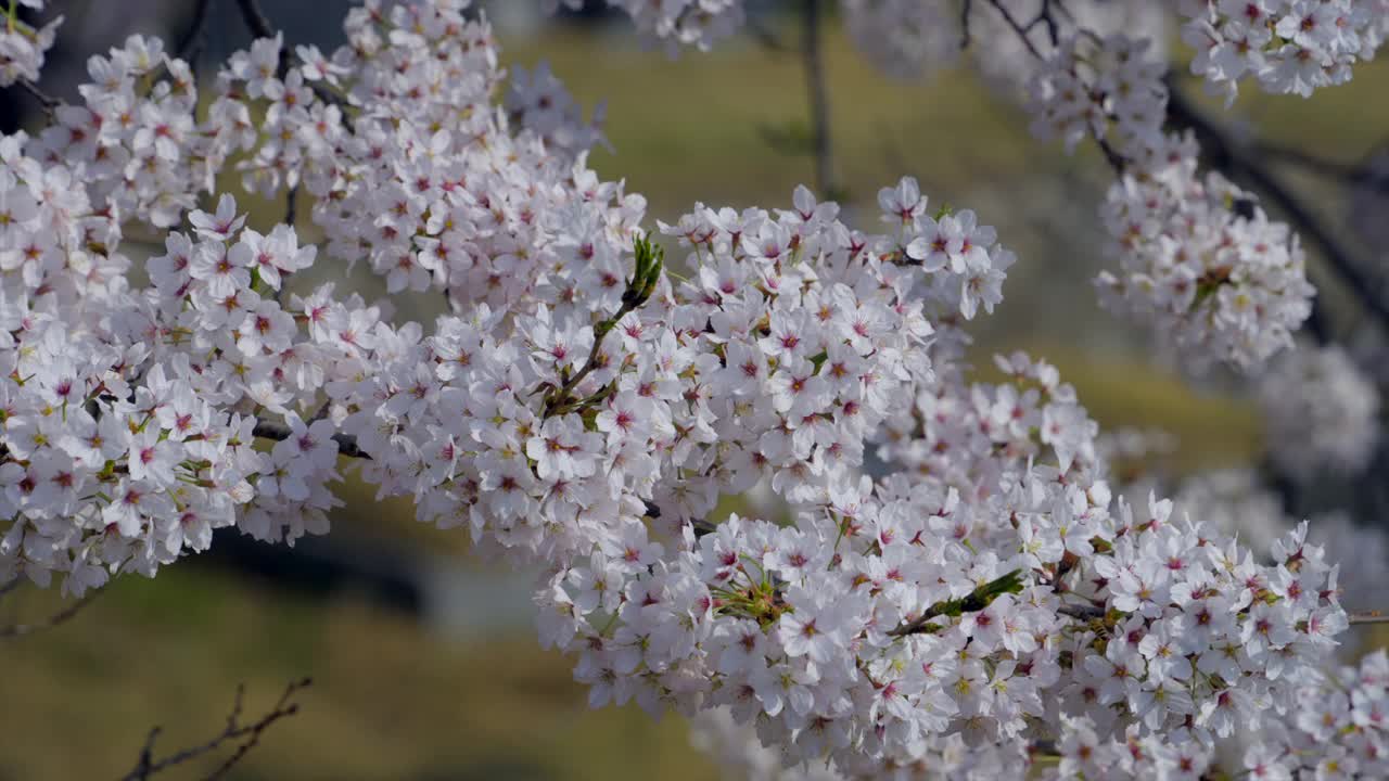 樱花/韩国视频素材