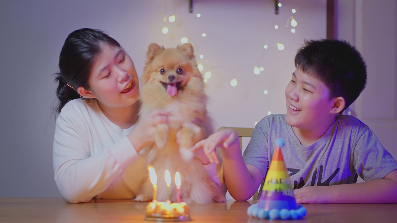 人们派对生日狗博美犬在房子里视频素材