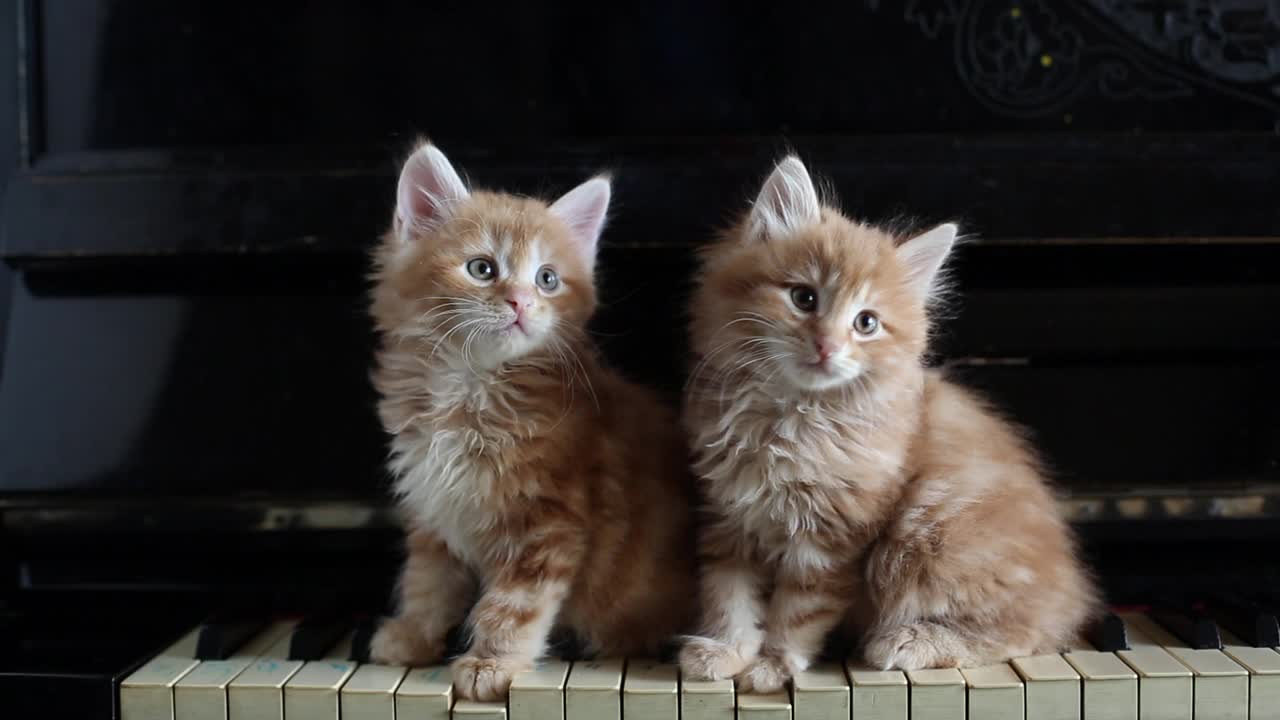 两只迷人的姜黄色小猫在钢琴键上视频素材