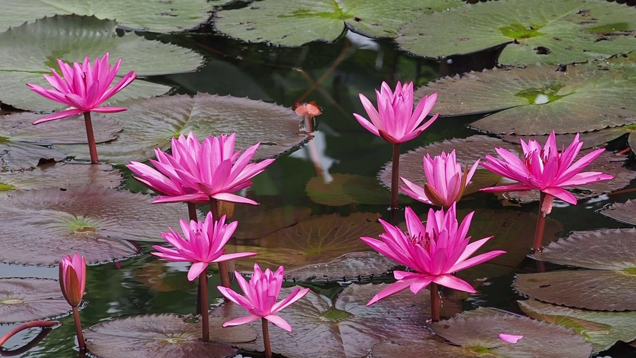 美丽的花百合在水面上。视频素材