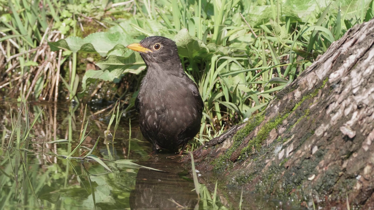 黄嘴黑鸟Turdus merula的特写，在水中行走和洗羽毛，4k慢动作镜头。视频素材