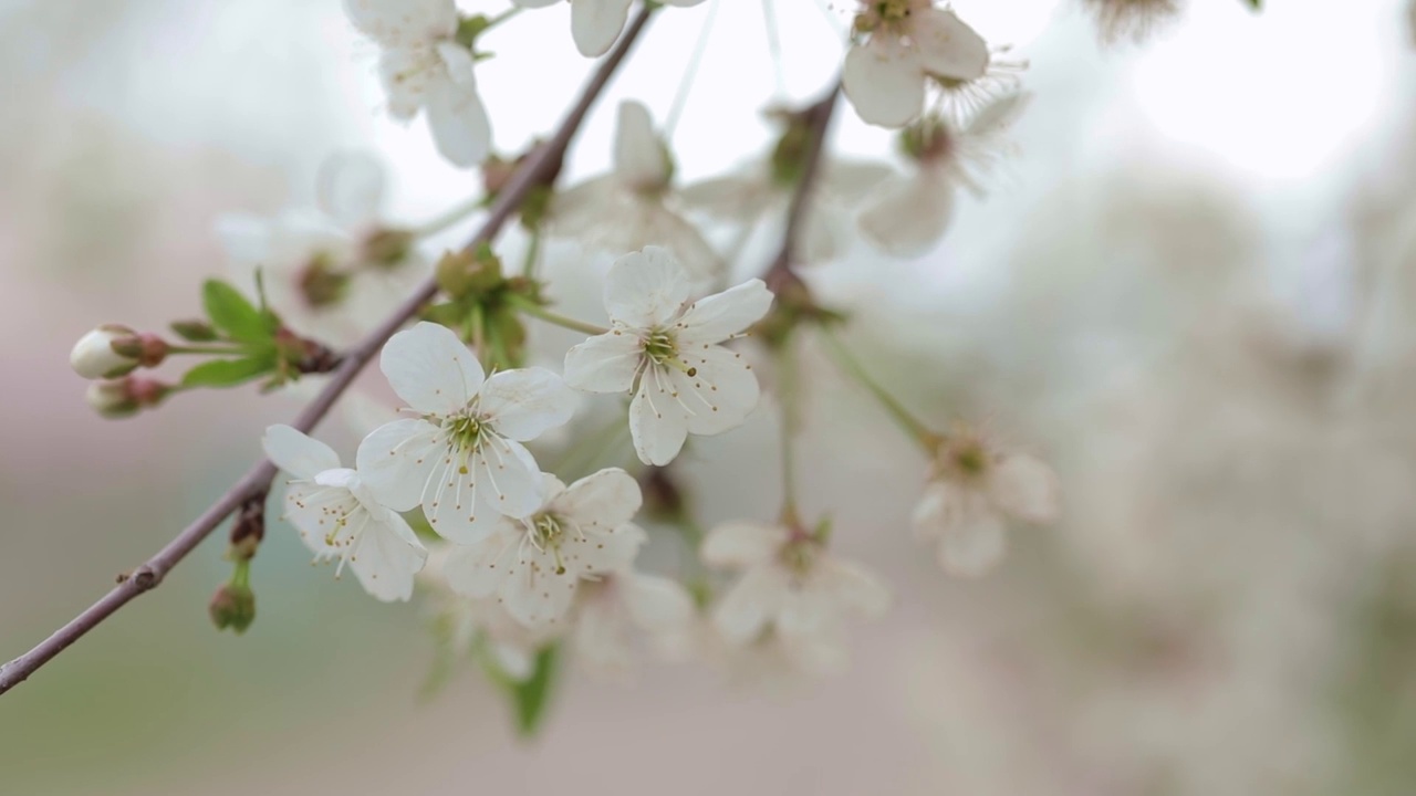 靠近樱花枝视频素材