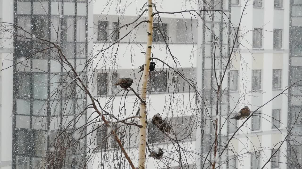 黑鸟在冬天聚集在树上视频素材