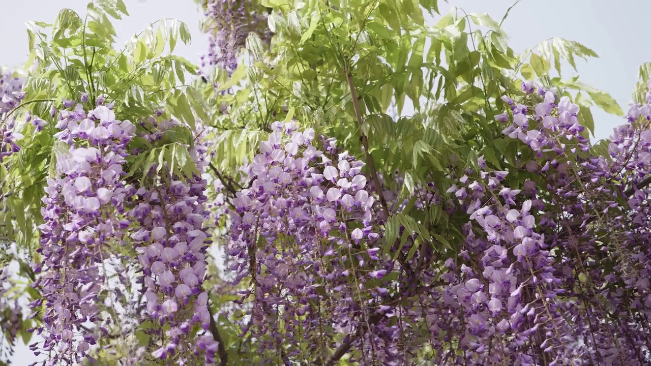 春暖花开系列，美丽的紫藤架随风摇曳，紫藤属(Chinese wisteria sinensis)是木本、落叶、多年生藤本藤本植物紫藤属，b卷摄。视频素材