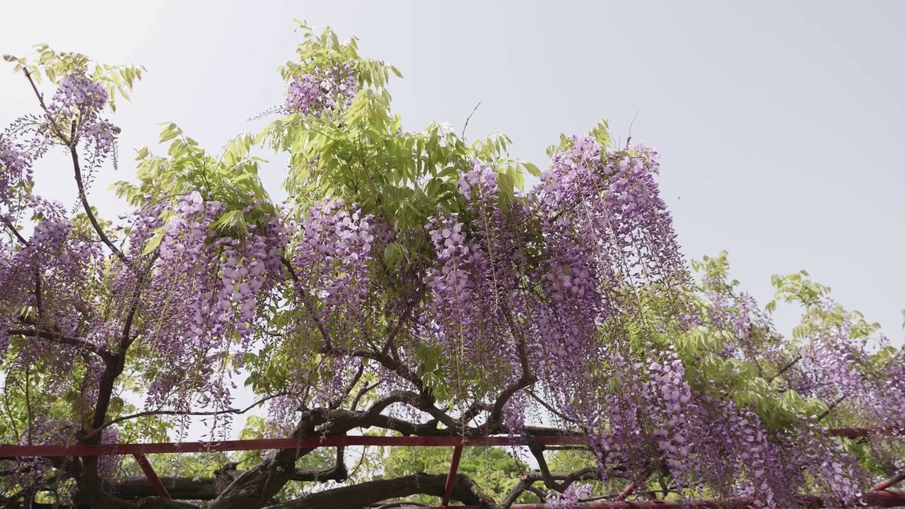 春暖花开系列，美丽的紫藤架随风摇曳，紫藤属(Chinese wisteria sinensis)是木本、落叶、多年生藤本藤本植物紫藤属，b卷摄。视频素材