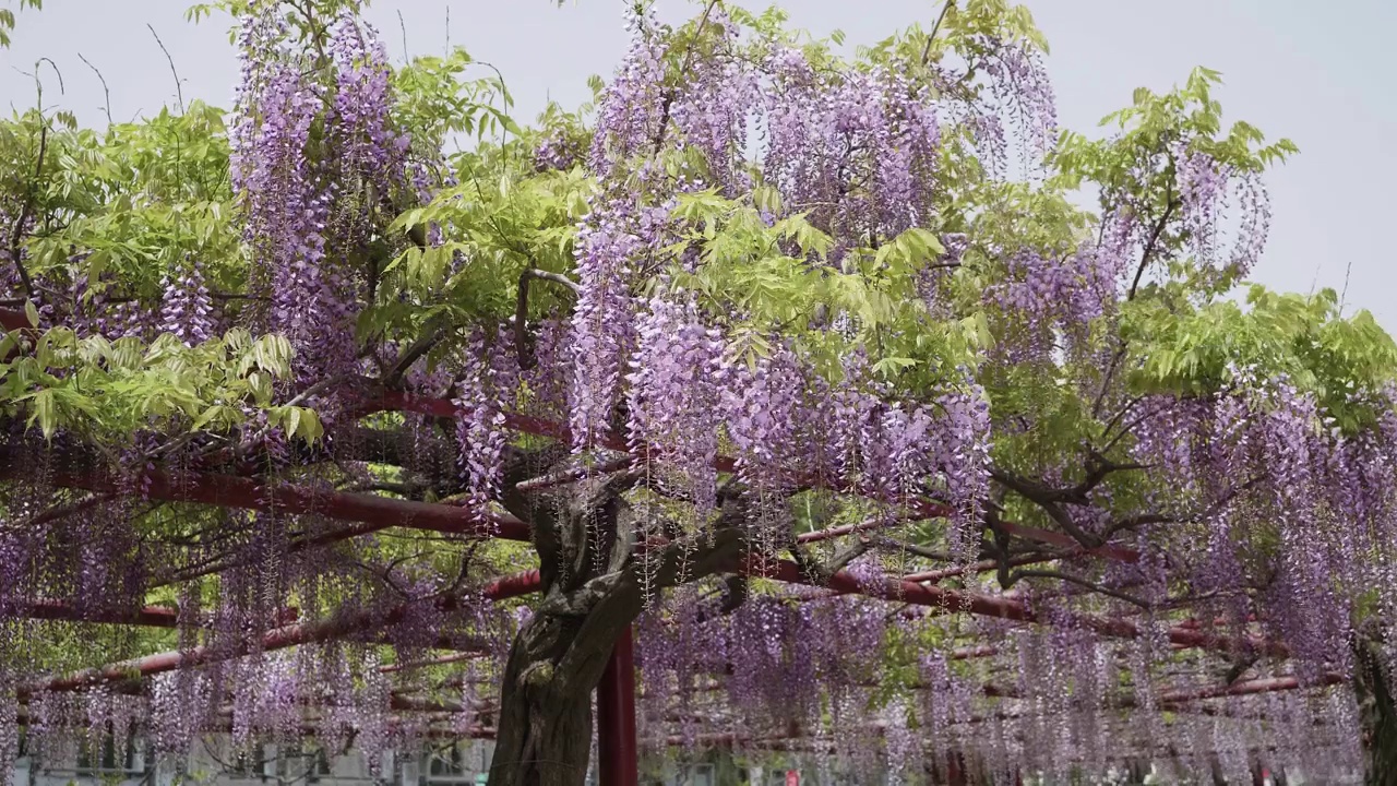 春暖花开系列，美丽的紫藤架随风摇曳，紫藤属(Chinese wisteria sinensis)是木本、落叶、多年生藤本藤本植物紫藤属，b卷摄。视频素材