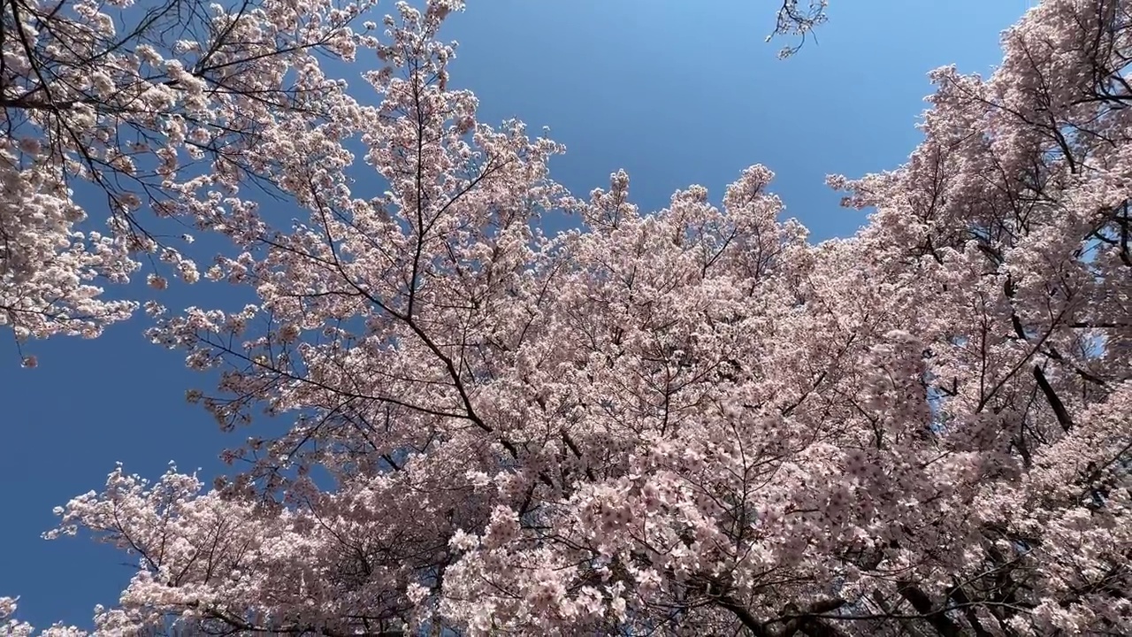 日本的樱花视频素材