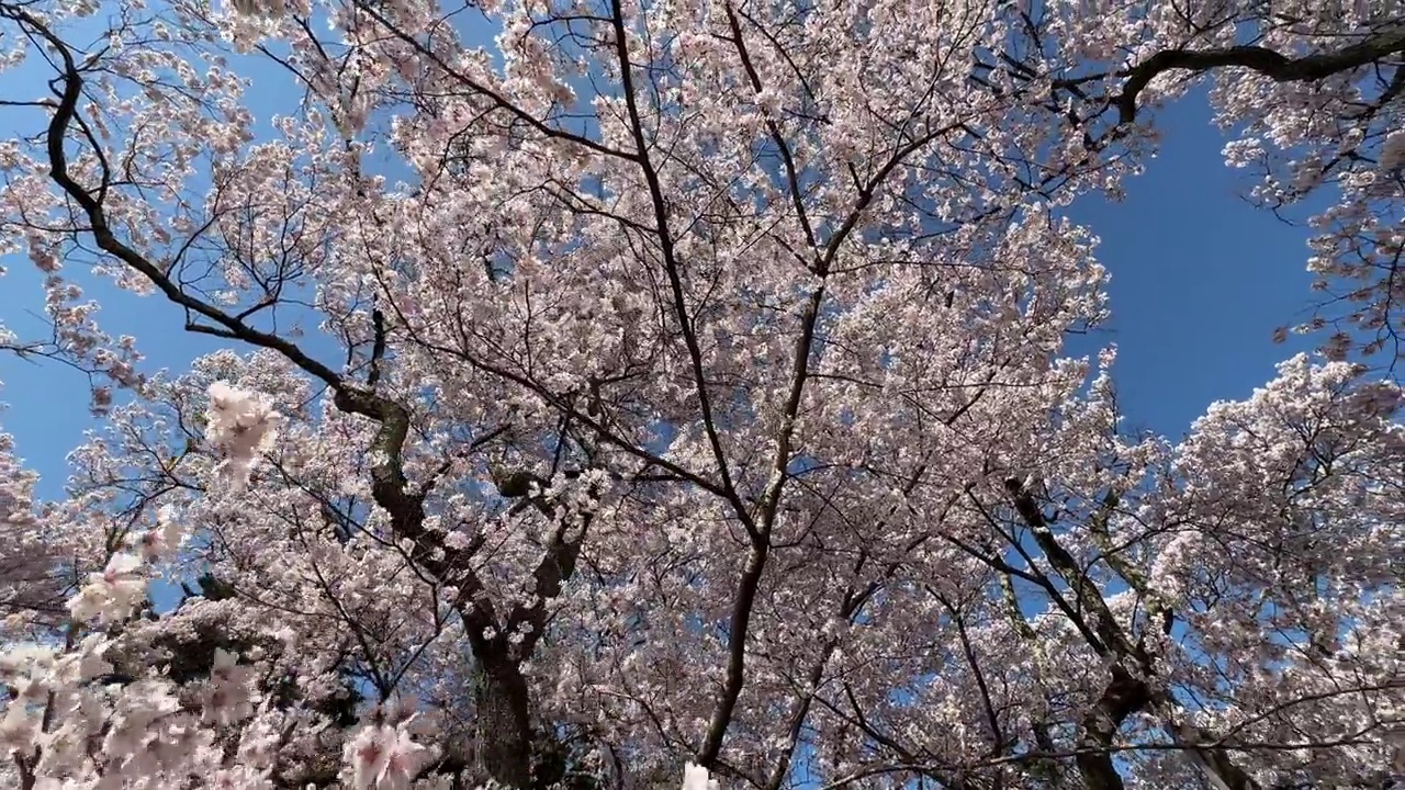 日本的樱花视频素材