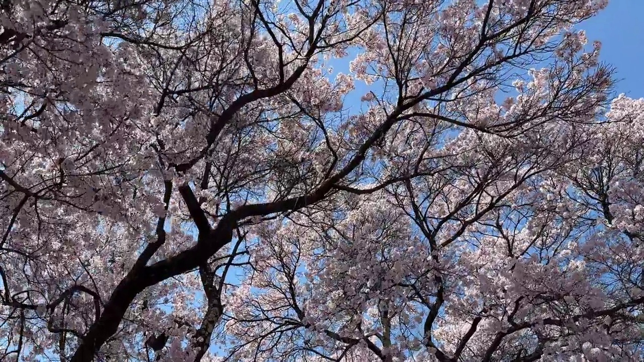 日本的樱花视频素材