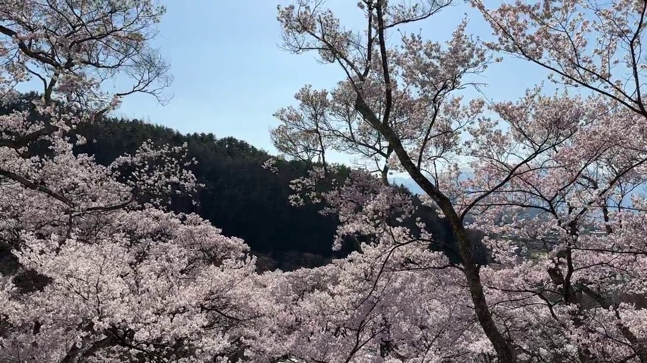 日本的樱花视频素材