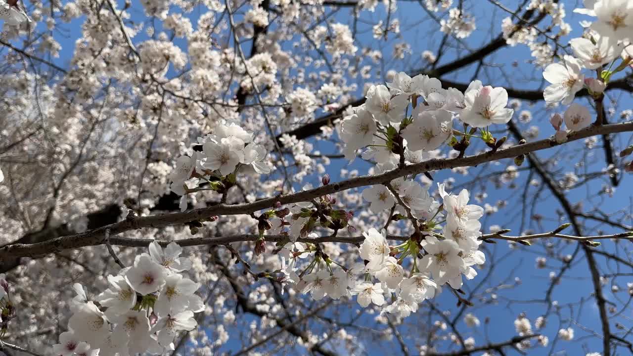 日本的樱花视频素材