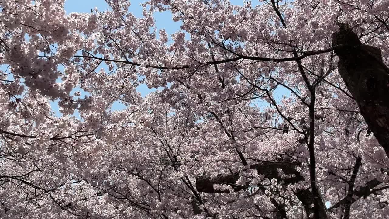 日本的樱花视频素材