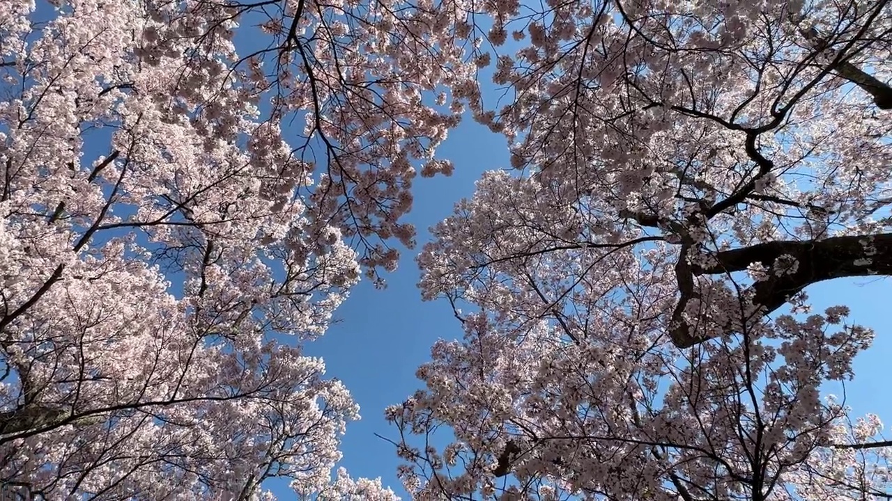 日本的樱花视频素材