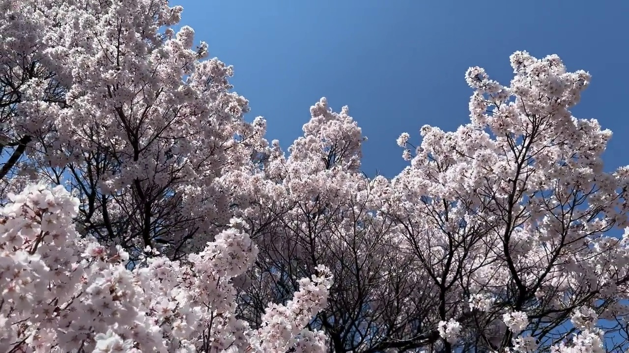 日本的樱花视频素材