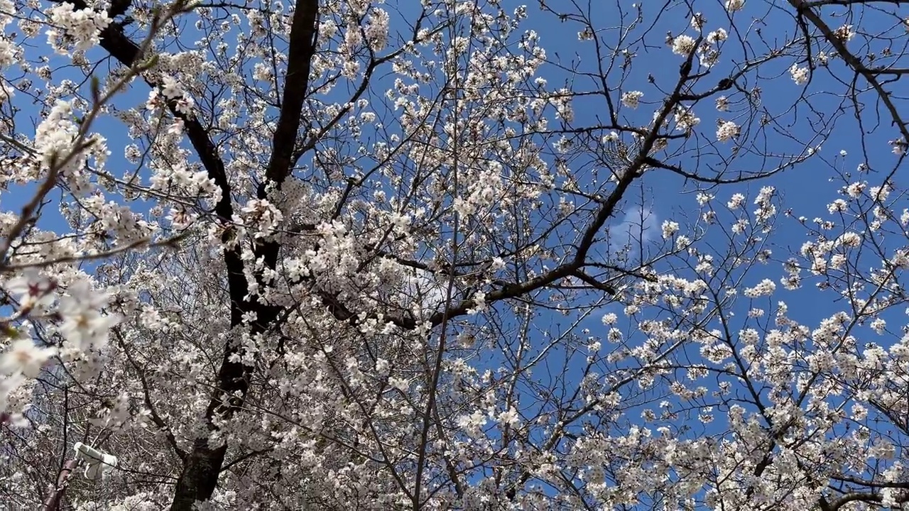 日本的樱花视频素材