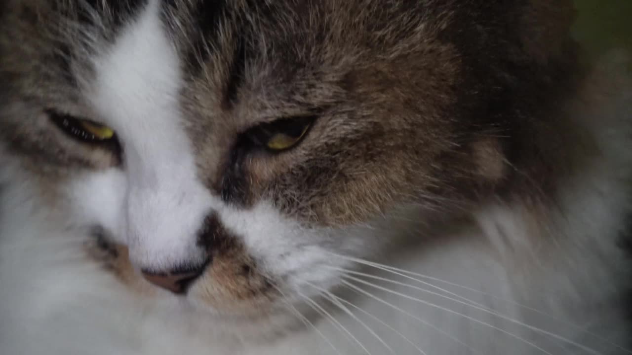 这是一只长着白棕色皮毛的安哥拉猫的特写镜头视频素材