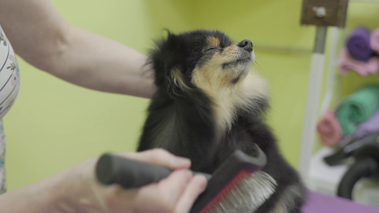 在美容沙龙的黑色卷毛猎犬。美容师把毛擦干，然后梳理视频素材