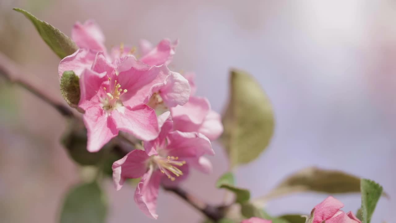 盛开的苹果树枝上开着粉红色的花视频素材