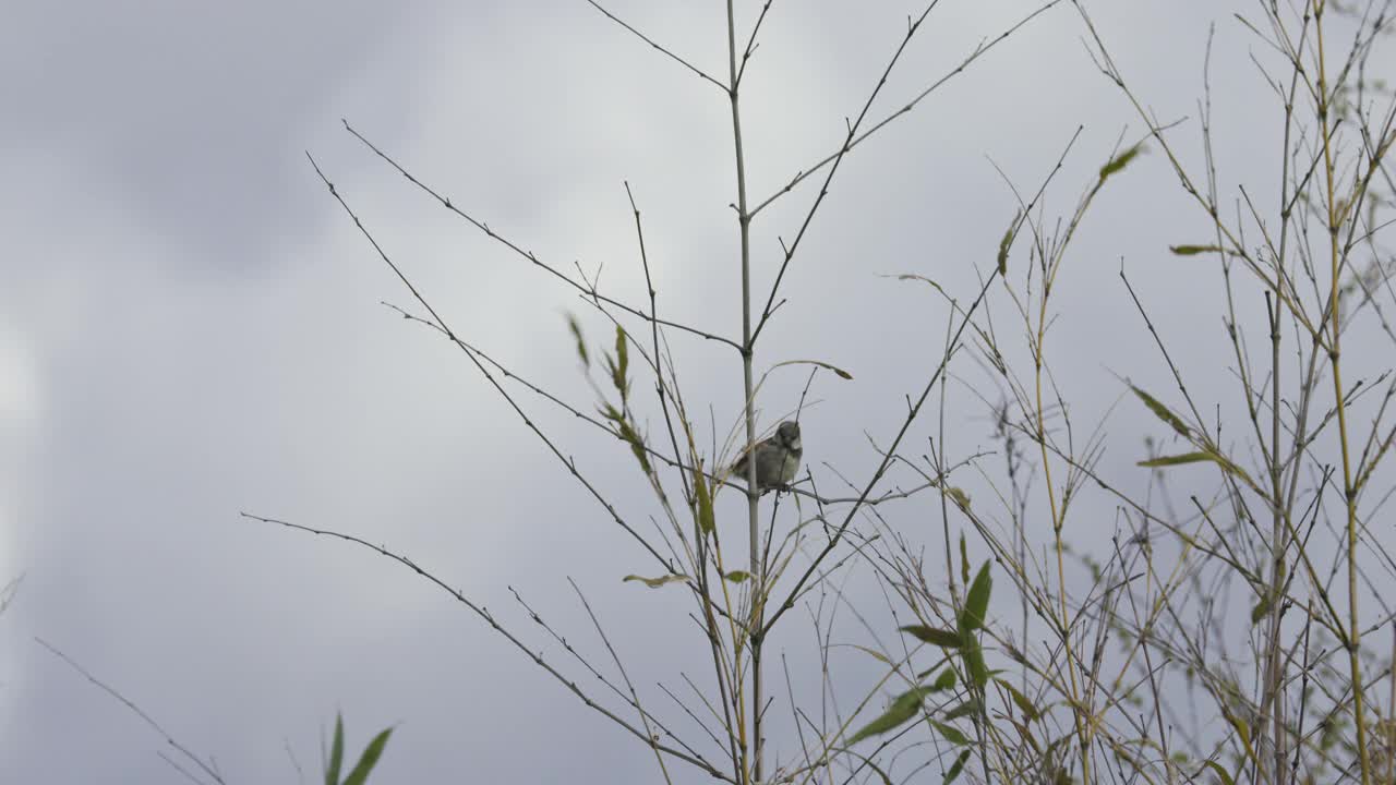 麻雀视频素材