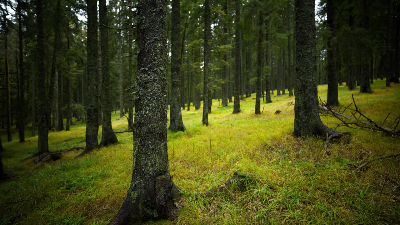 阳光明媚的日子里，高大树木的慢动作。手持拍摄的风景。在森林中探索大自然。视频素材