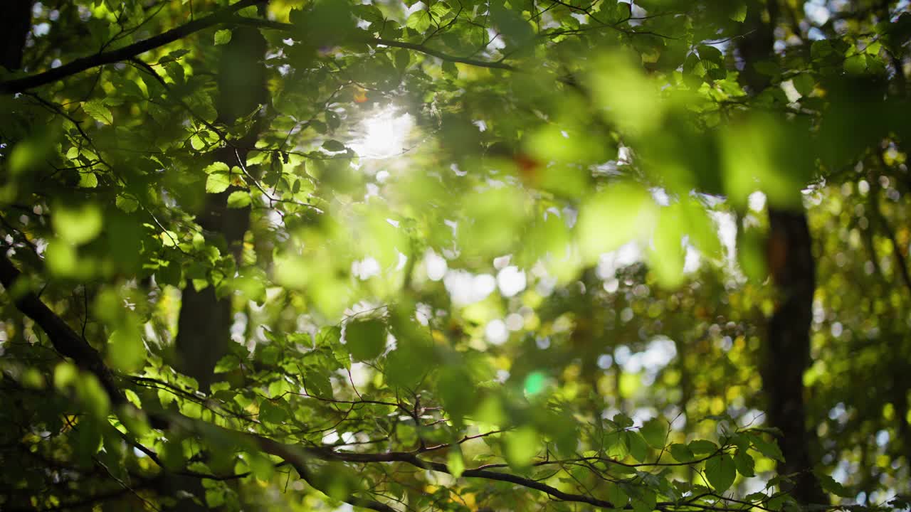 森林里的树。荒野地区的宁静镜头。探索林地。视频素材