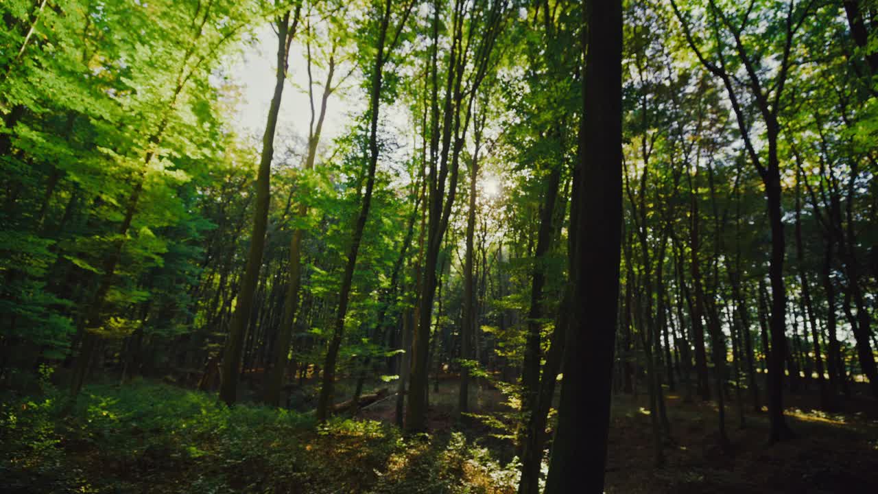 林地树木生长的跟踪镜头。在阳光明媚的日子里手持拍摄的森林。探索荒野地区。视频素材