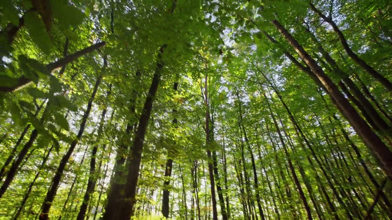 森林中树木的低角度视图。手持拍摄的荒野地区。在林地探索大自然。视频素材