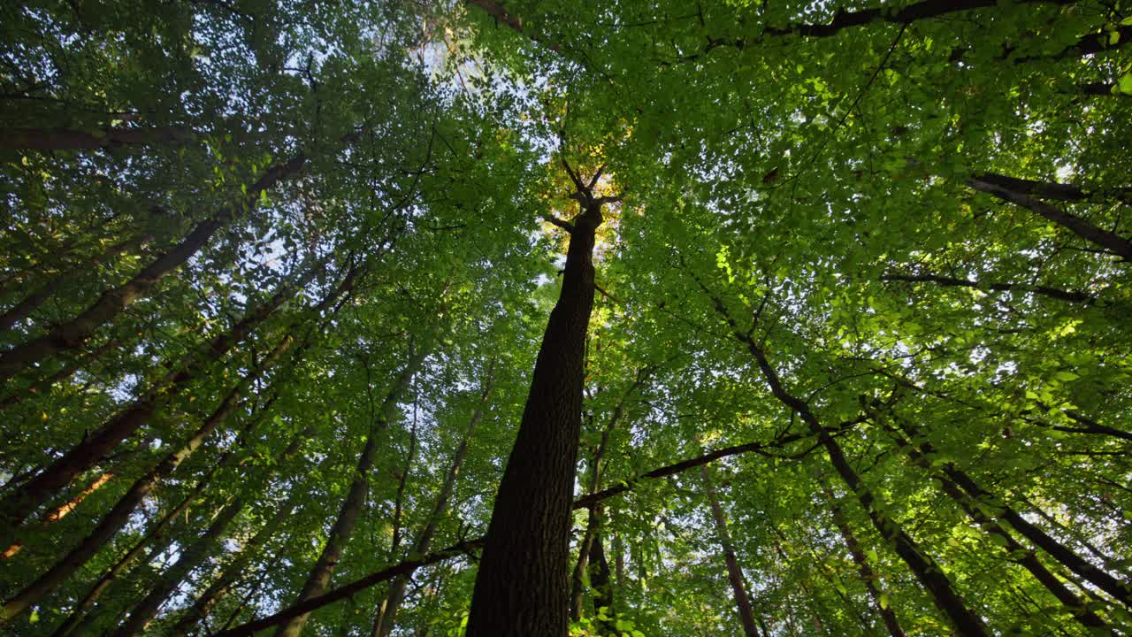 荒野地区高大树木的低角度视图。森林中田园诗般的自然景观。探索林地。视频素材