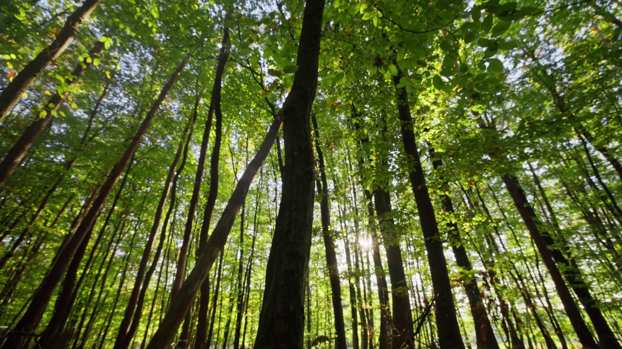 林地中高大树木的低角度视图。手持拍摄的荒野地区。探索森林。视频素材