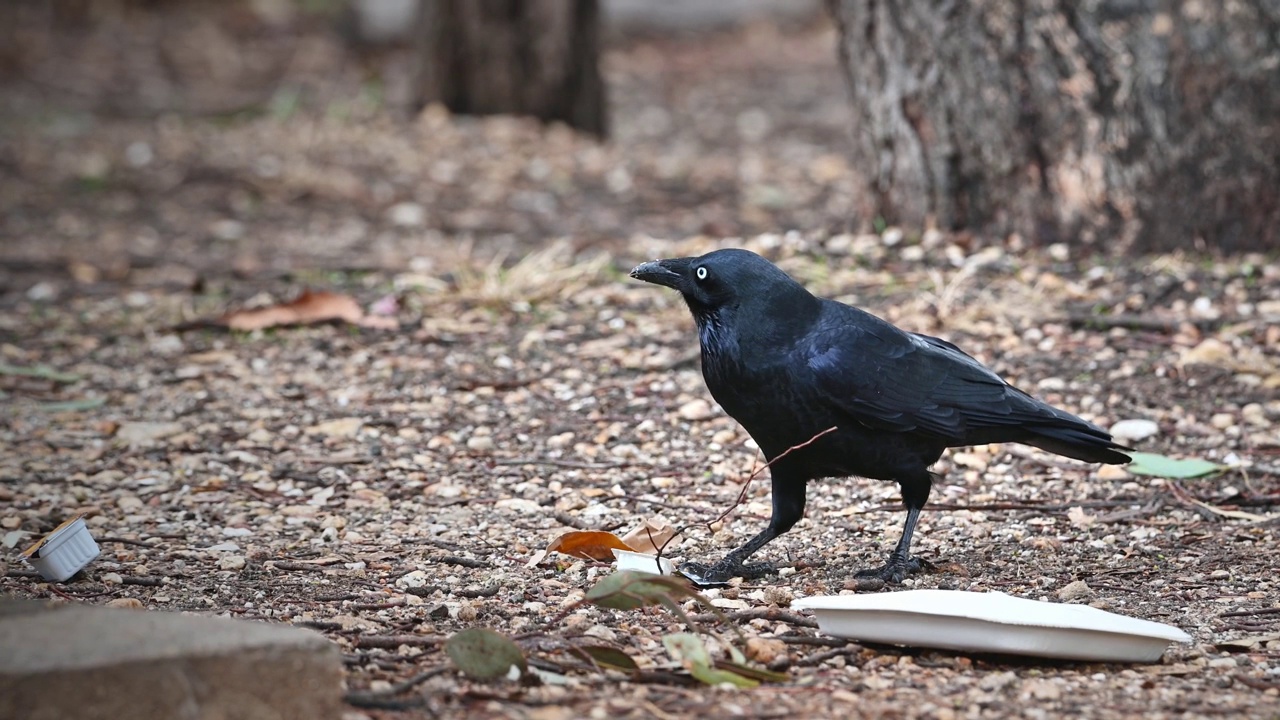 澳大利亚乌鸦（Corvus coronoides）视频素材