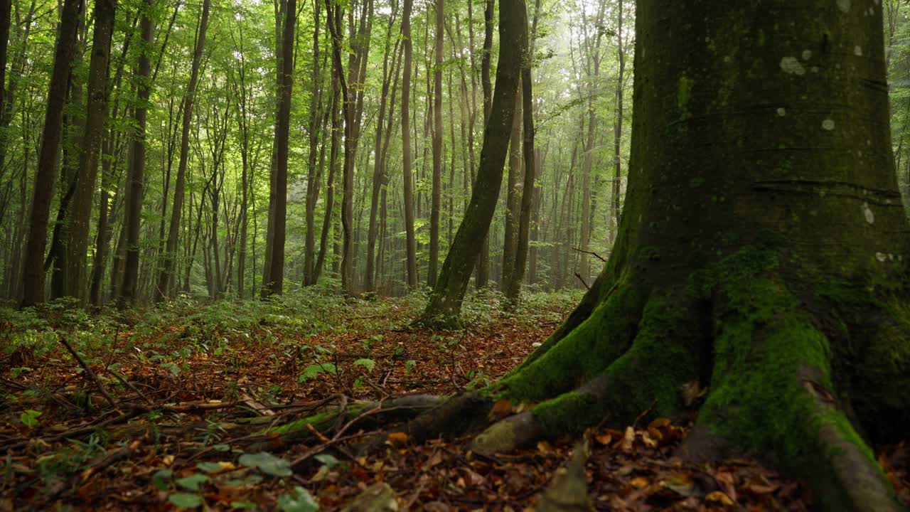 苔藓覆盖树干的慢动作。宁静的森林景观。探索荒野地区。视频素材