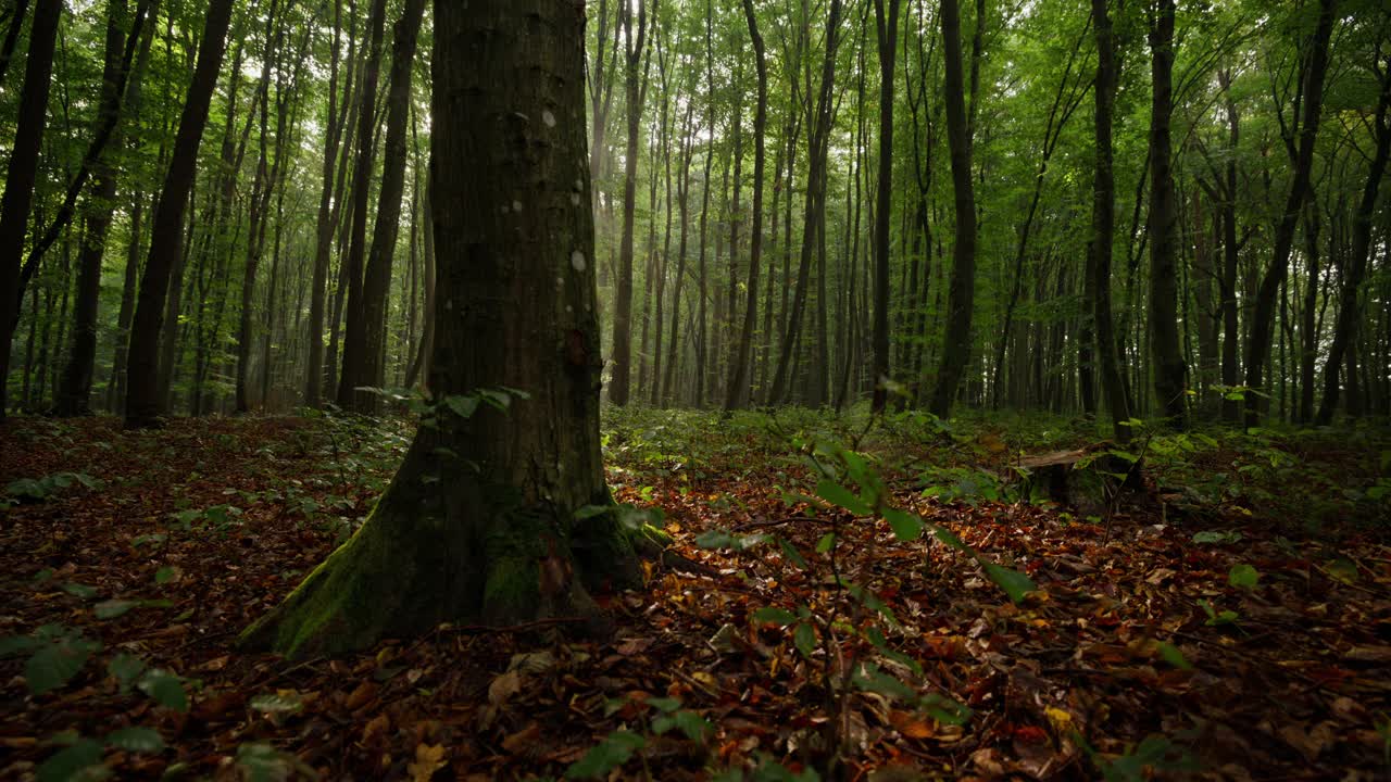 阳光穿过树木的追踪镜头。森林中的自然美景。探索林地。视频素材