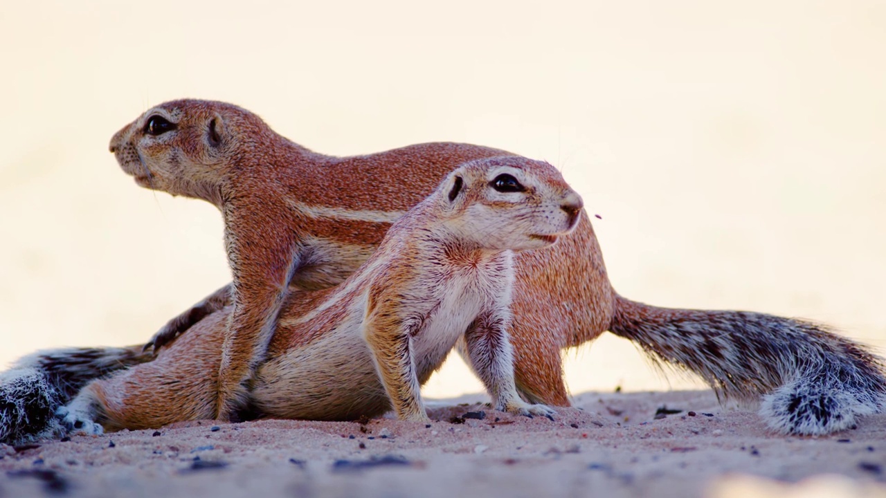 南非地松鼠(Geosciurus inauris)坐在彼此的上面玩耍。视频素材