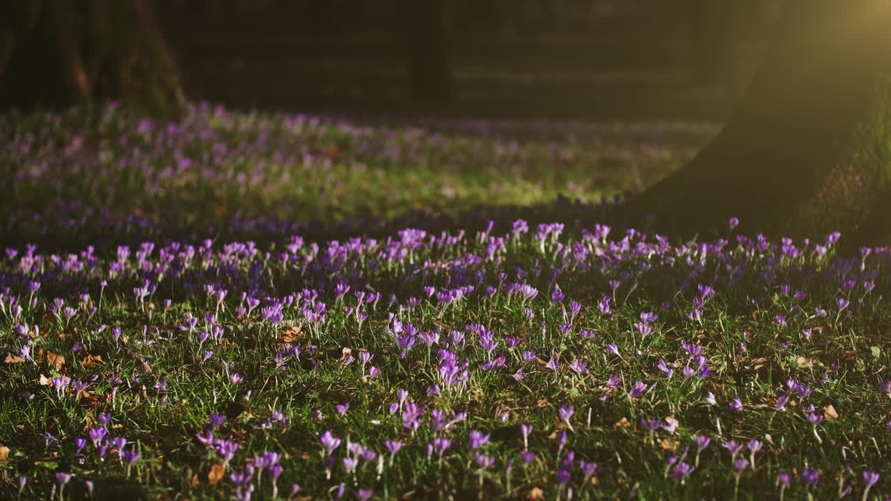 草地上树木之间的番红花视频素材