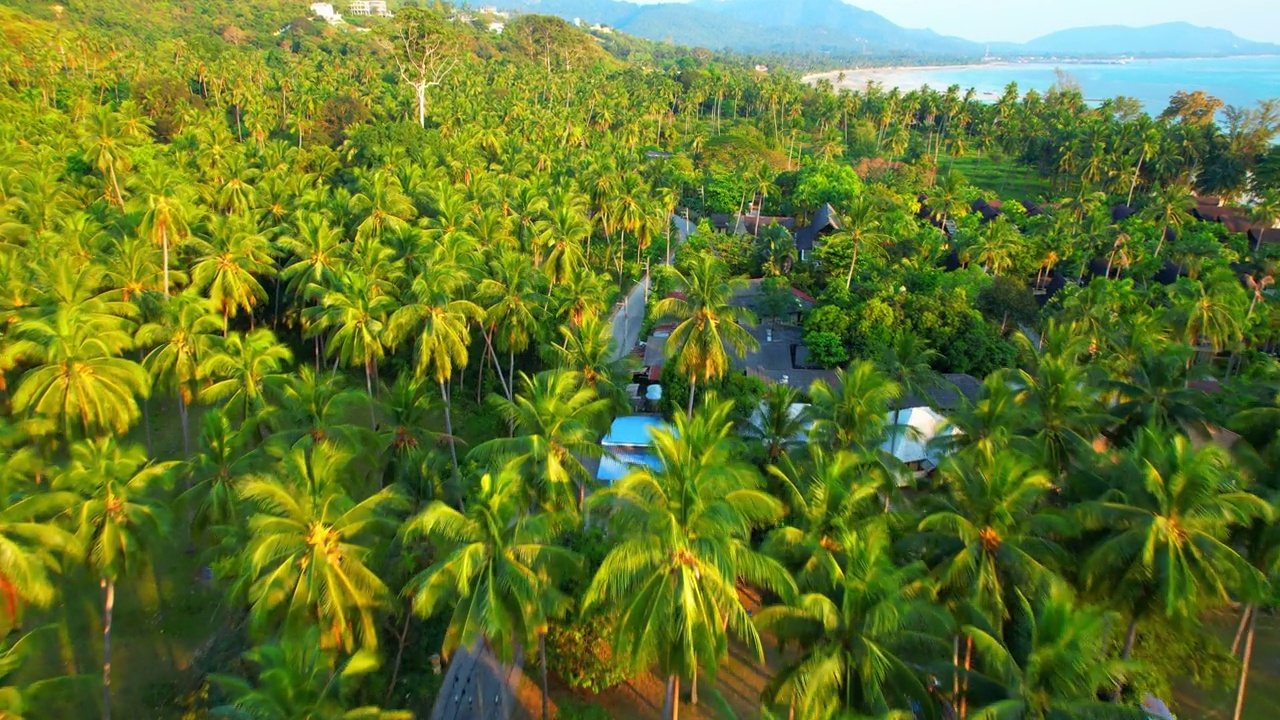 椰林和热带海岸线视频素材