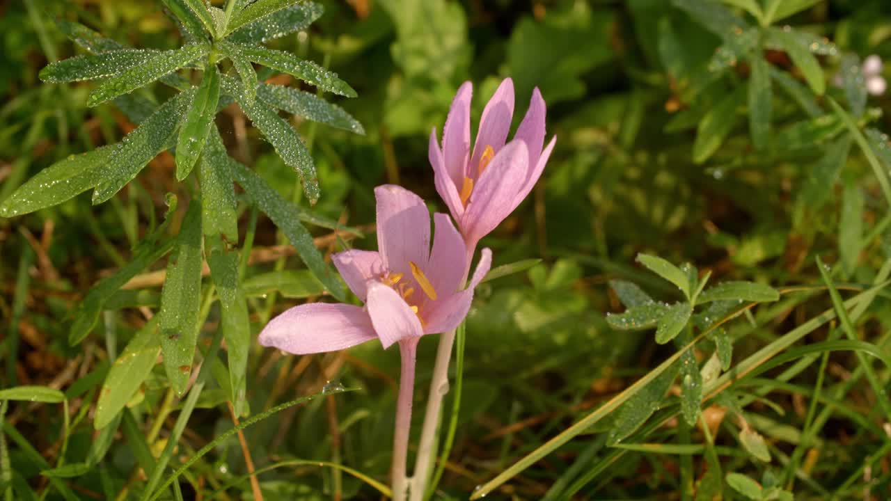 秋水仙，俗称秋番红花视频素材