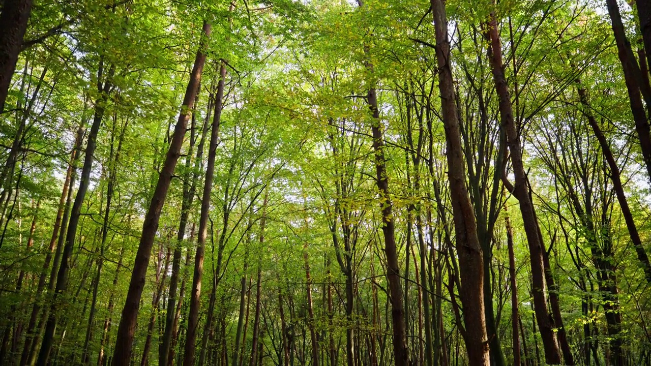 林地中高大树木的低角度视图。森林中宁静的自然景象。探索荒野地区。视频素材